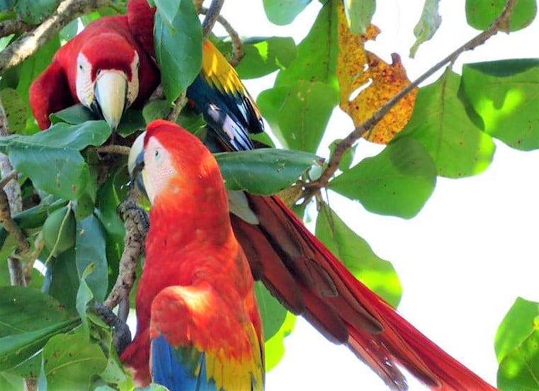 A group of colorful parrots sitting in a tree.