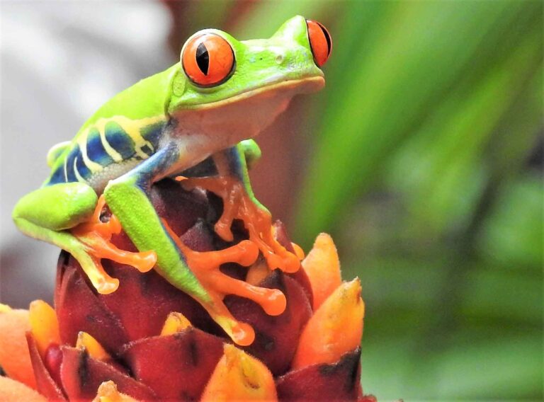 A green frog with red eyes sitting on top of a flower.